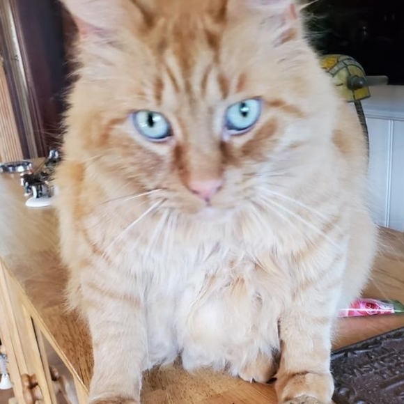 Meet your Posher, Al. - Picture 1 of 2